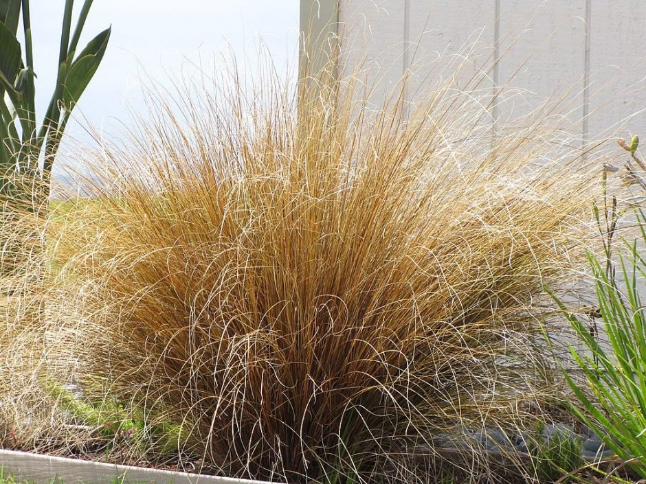 Onde plantar Carriço buchananii (Carex buchananii)_2