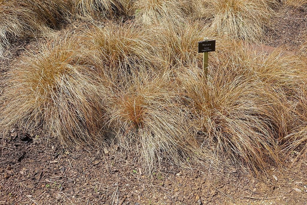 Carriço flagellifera (Carex flagellifera)