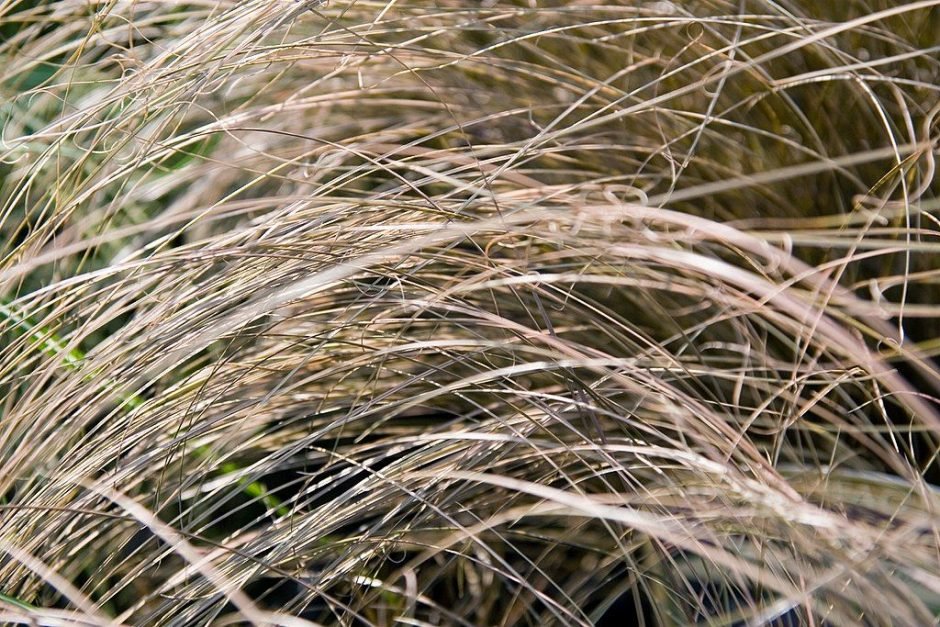 Como plantar Carriço flagellifera (Carex flagellifera)_1