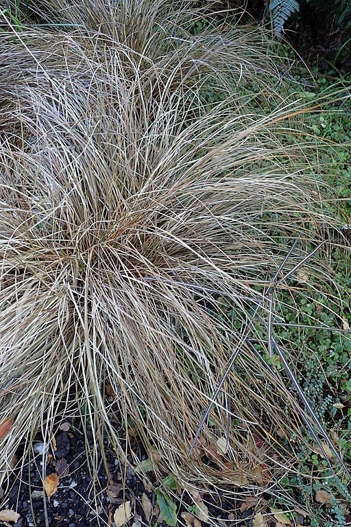 Onde plantar Carriço flagellifera (Carex flagellifera)_2