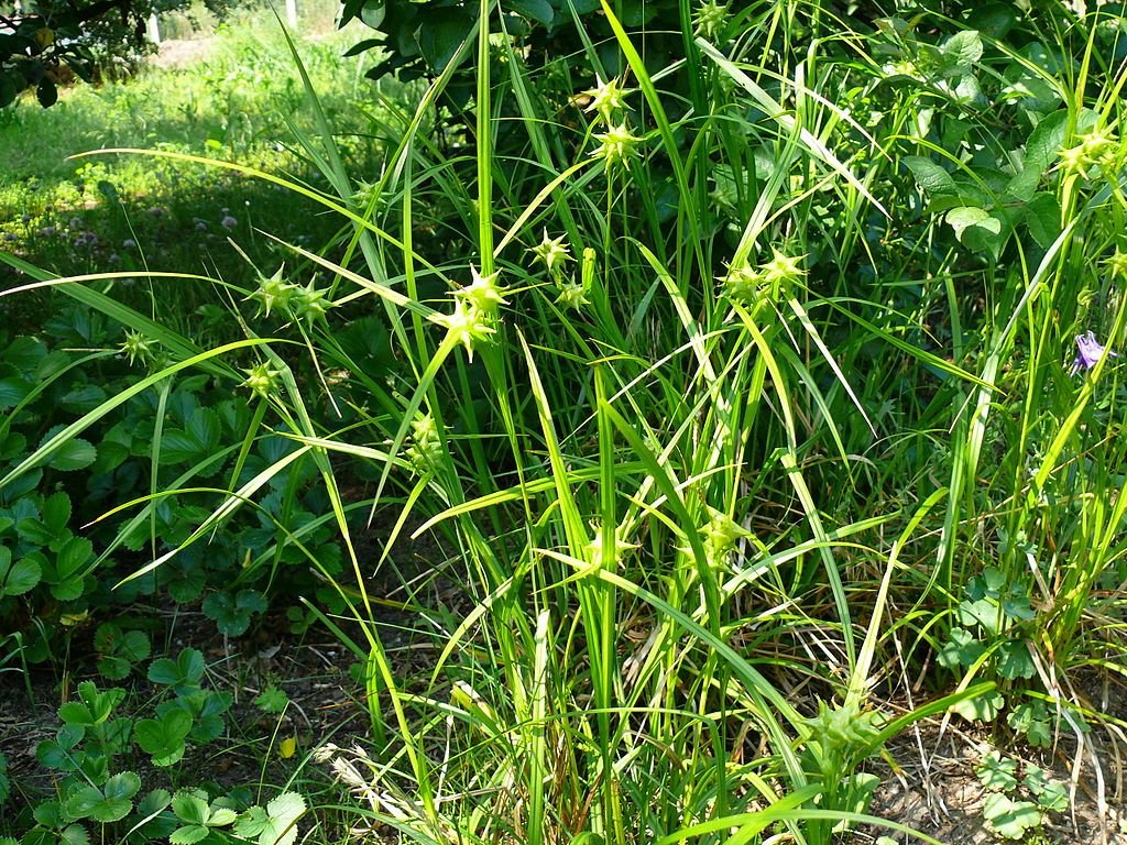 Carriço grayi (Carex grayi)