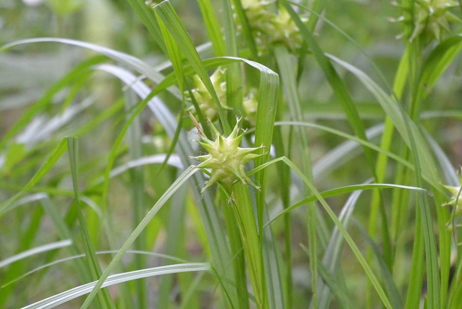 Como plantar Carriço grayi (Carex grayi)_1