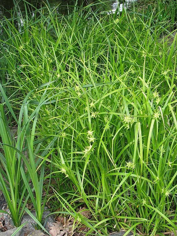 Onde plantar Carriço grayi (Carex grayi)_2