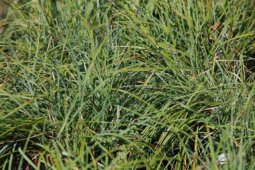 Carriço-mole (Carex flacca)