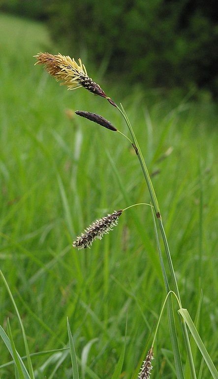 Como plantar Carriço-mole (Carex flacca)_1