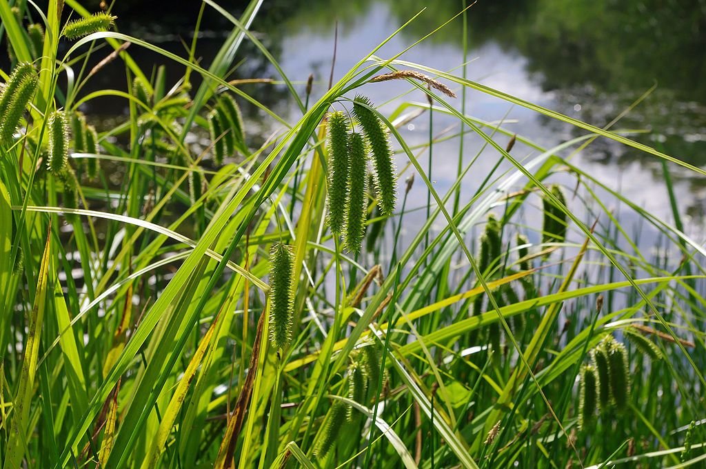 Carriço pseudocyperus (Carex pseudocyperus)