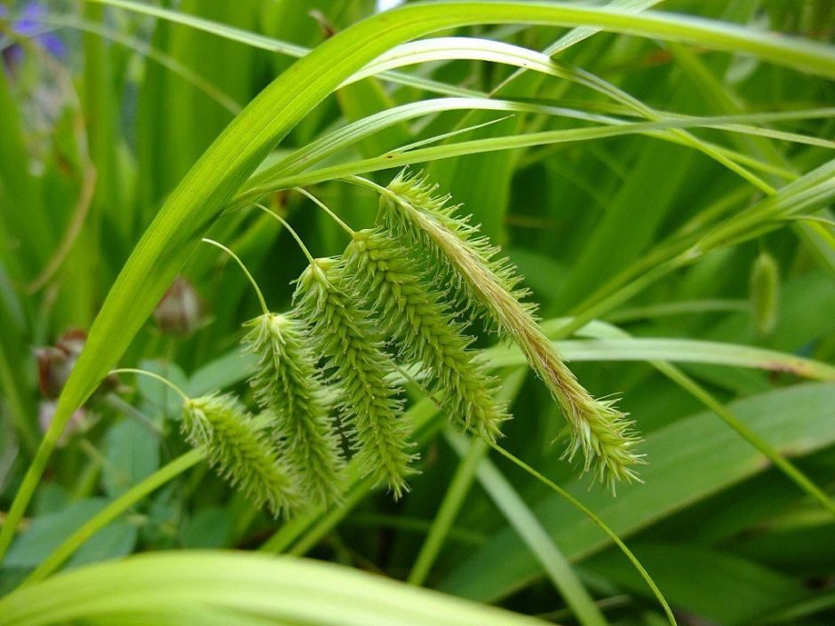 Como plantar Carriço pseudocyperus (Carex pseudocyperus)_1