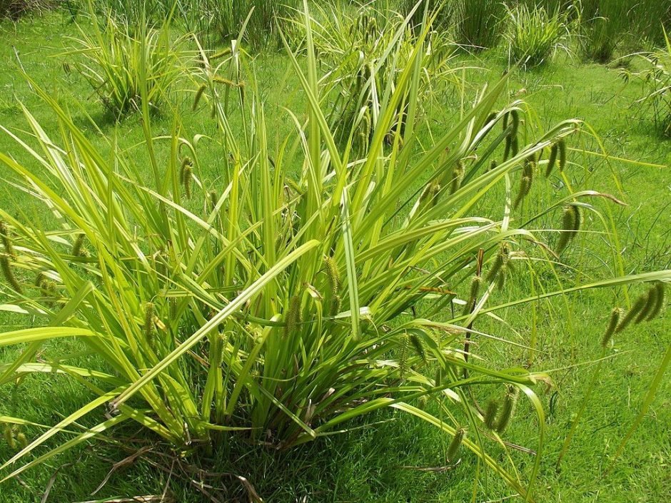 Onde plantar Carriço pseudocyperus (Carex pseudocyperus)_2