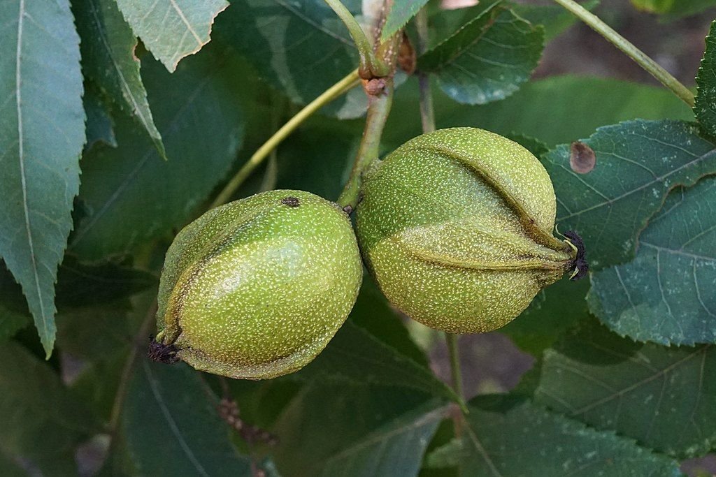 Carya cordiformis (Carya cordiformis)
