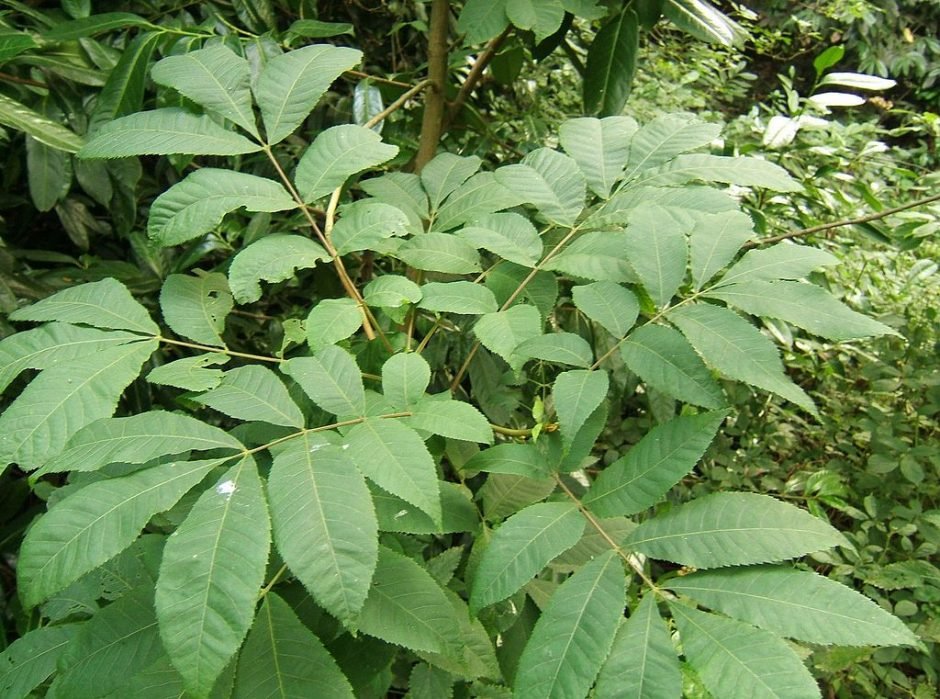 Onde plantar Carya cordiformis (Carya cordiformis)_2