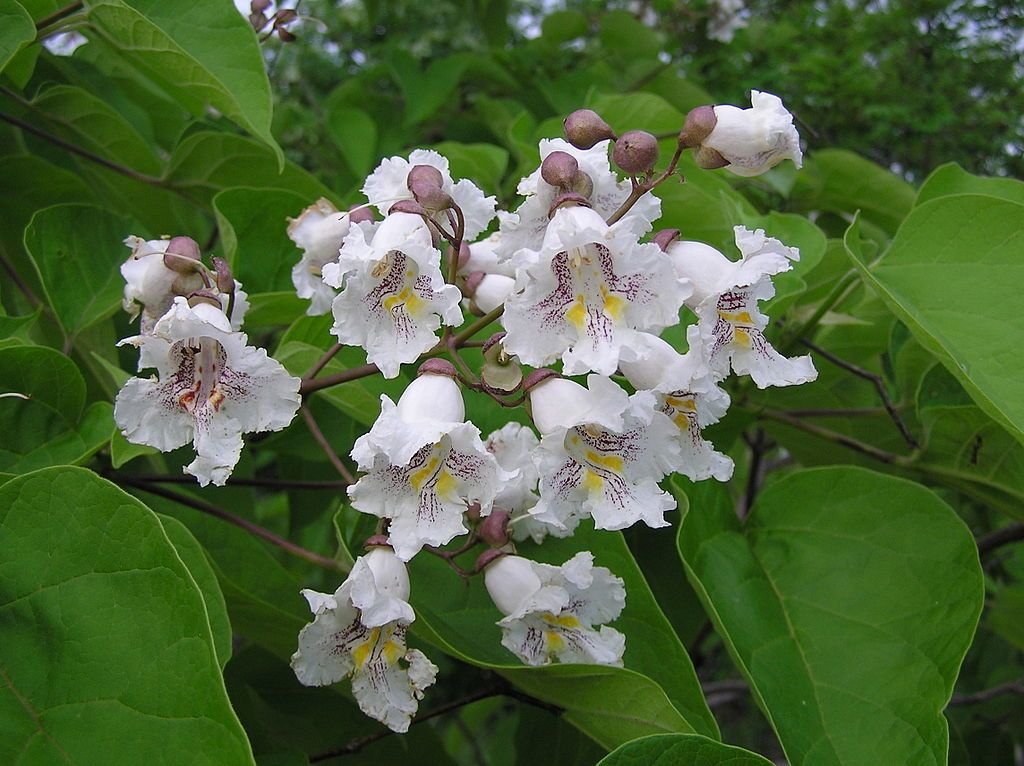 Catalpa-comum (Catalpa bignonioides)