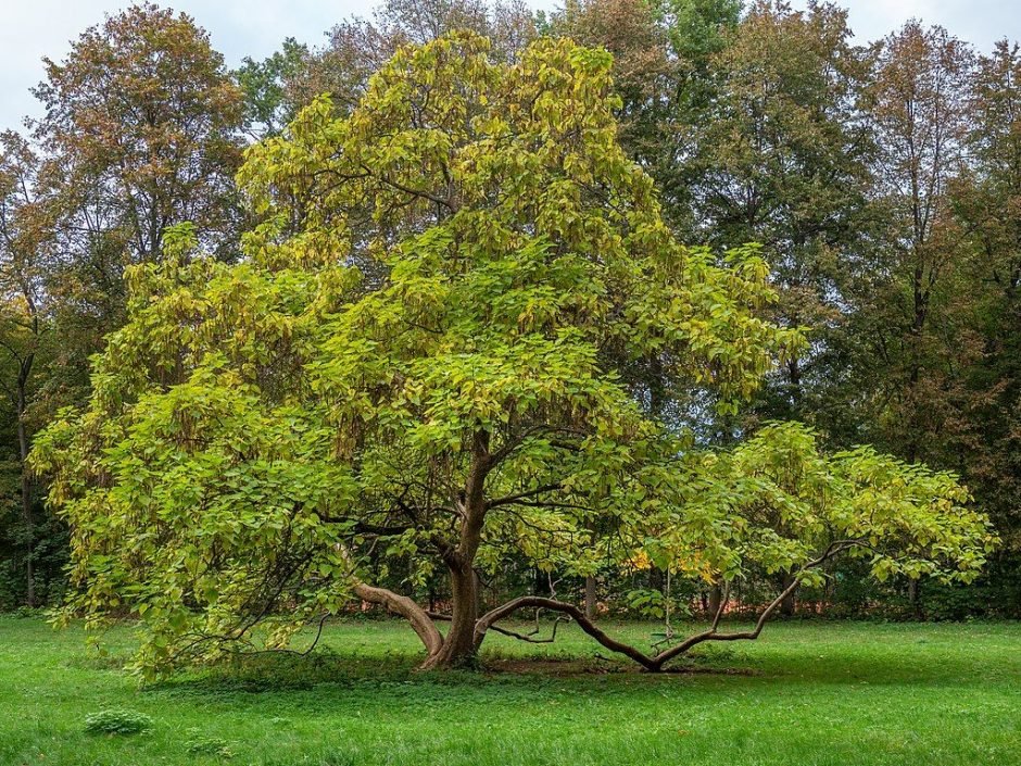 Como plantar Catalpa-comum (Catalpa bignonioides)_1