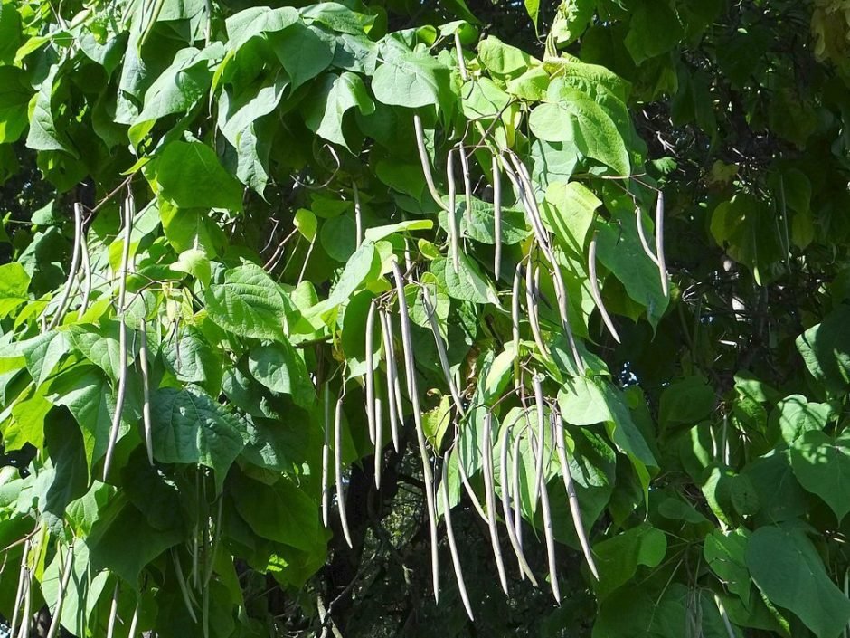 Onde plantar Catalpa-comum (Catalpa bignonioides)_2