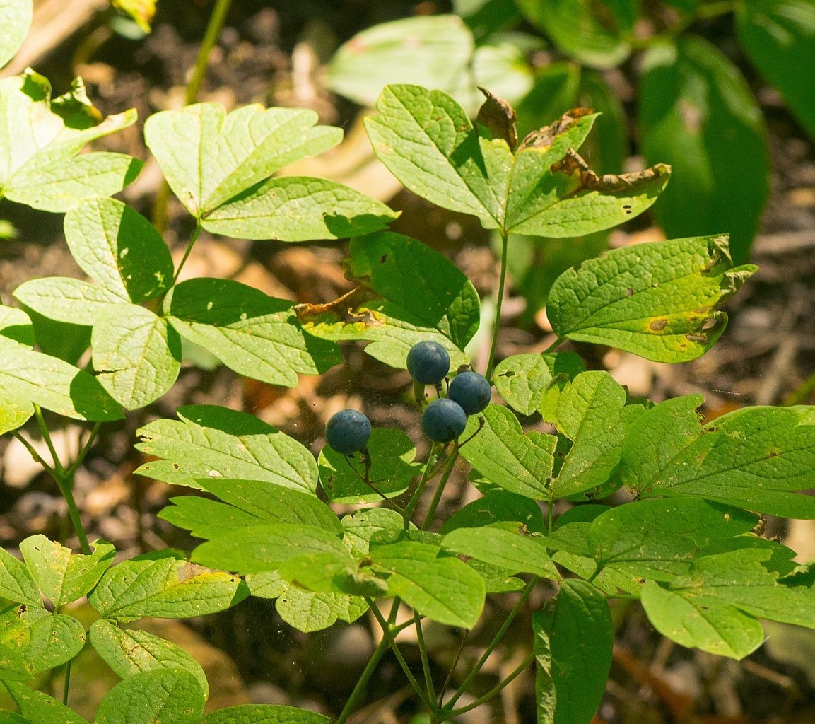 Caulophyllum thalictroides (Caulophyllum thalictroides)