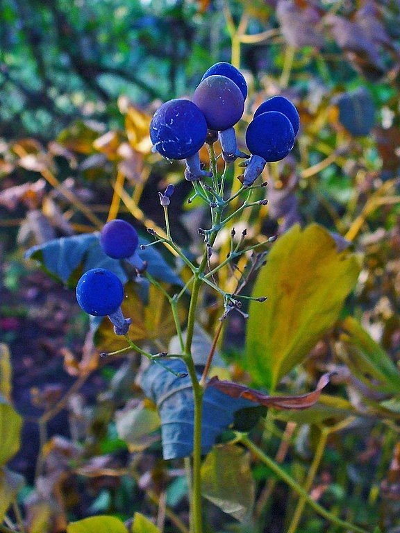 Como plantar Caulophyllum thalictroides (Caulophyllum thalictroides)_1