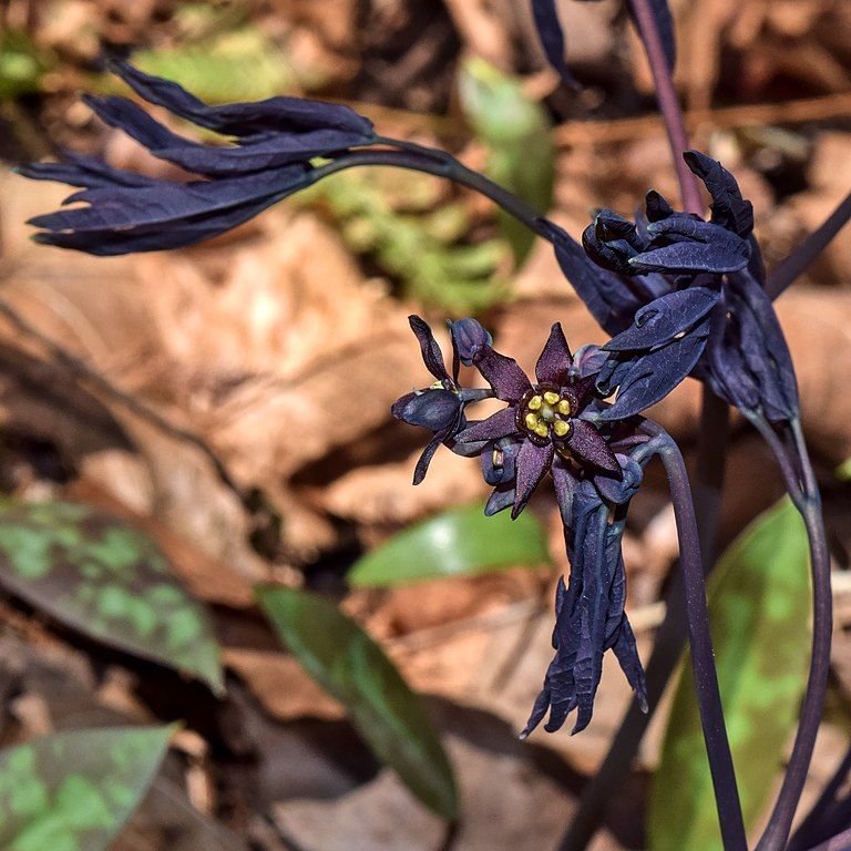 Onde plantar Caulophyllum thalictroides (Caulophyllum thalictroides)_2