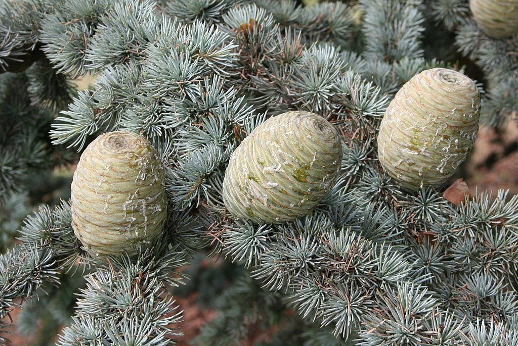 Cedro-do-atlas (Cedrus atlantica)
