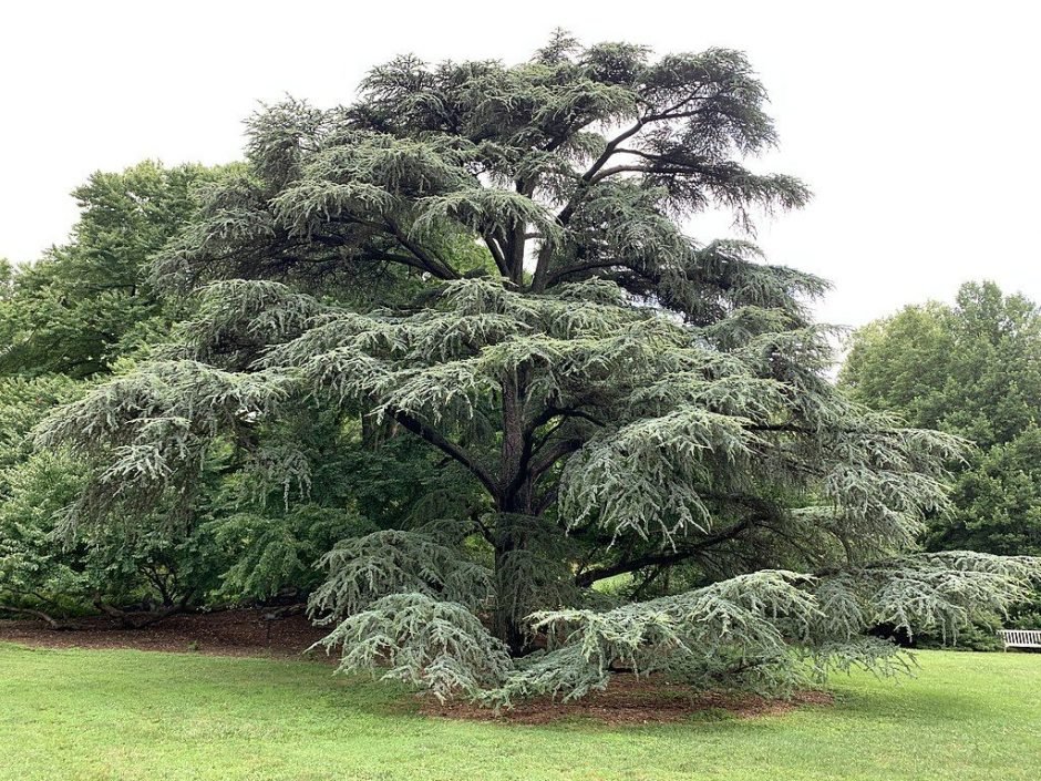 Como plantar Cedro-do-atlas (Cedrus atlantica)_1