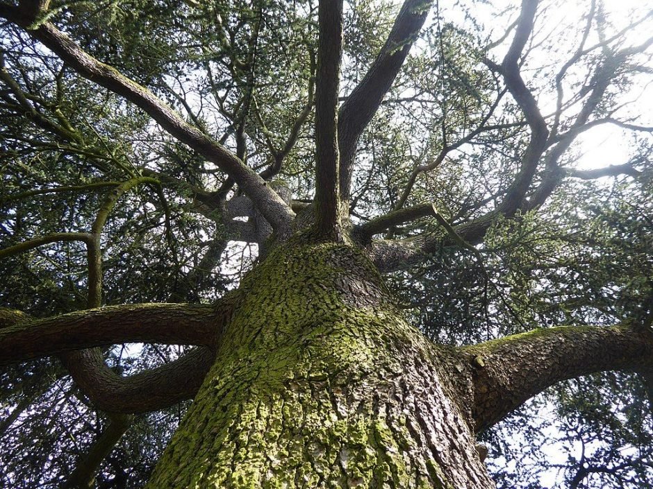 Onde plantar Cedro-do-atlas (Cedrus atlantica)_2
