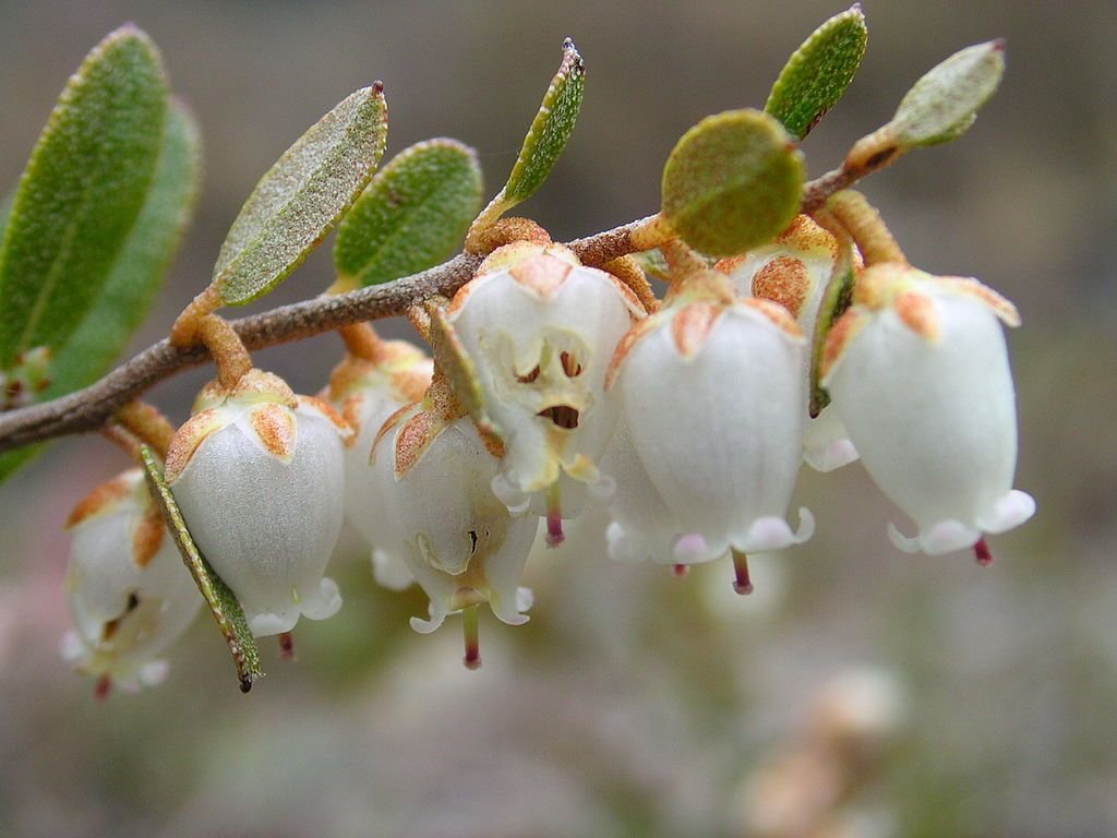 Chamaedaphne calyculata (Chamaedaphne calyculata)