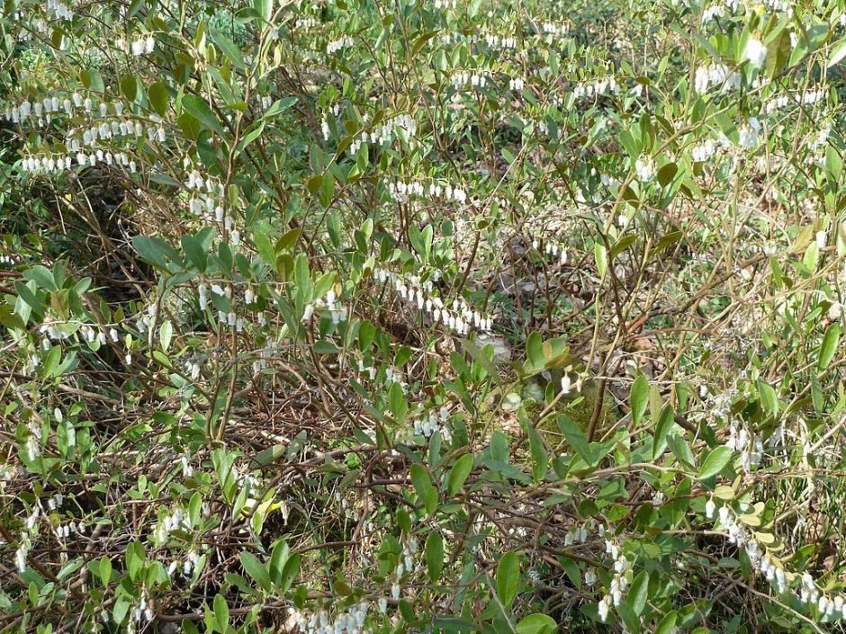 Como plantar Chamaedaphne calyculata (Chamaedaphne calyculata)_1
