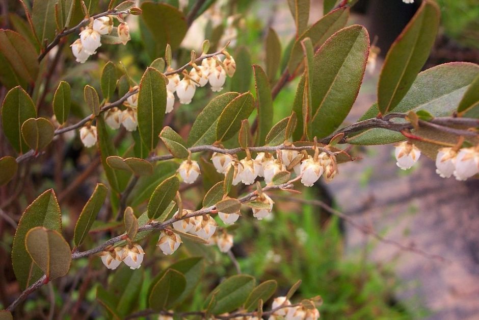 Onde plantar Chamaedaphne calyculata (Chamaedaphne calyculata)_2
