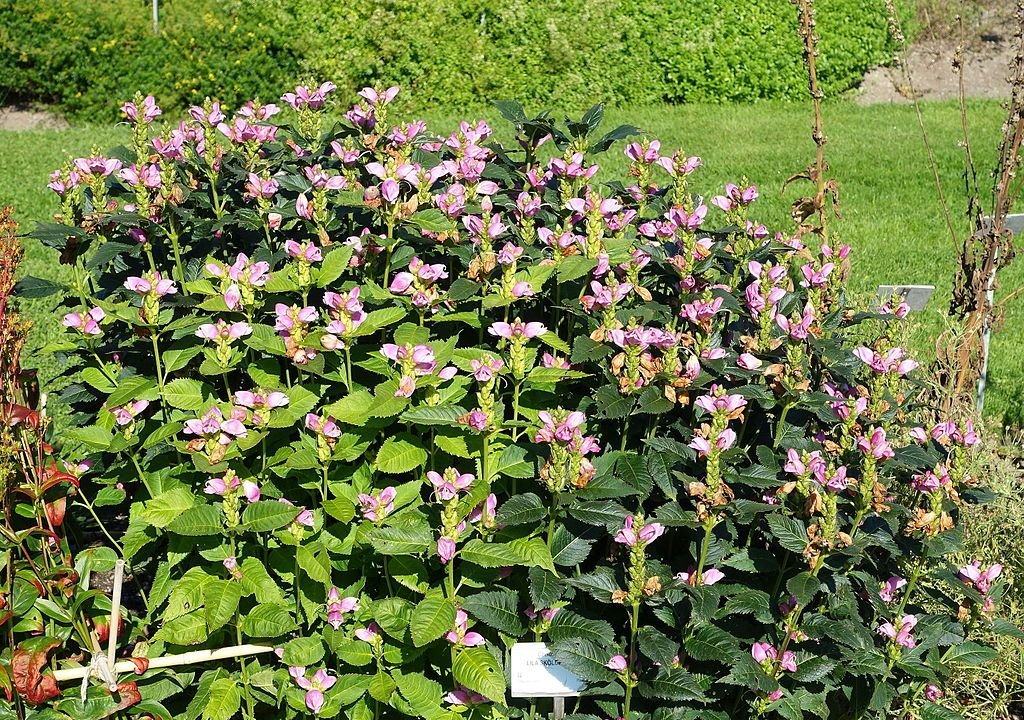 Chelone obliqua (Chelone obliqua)