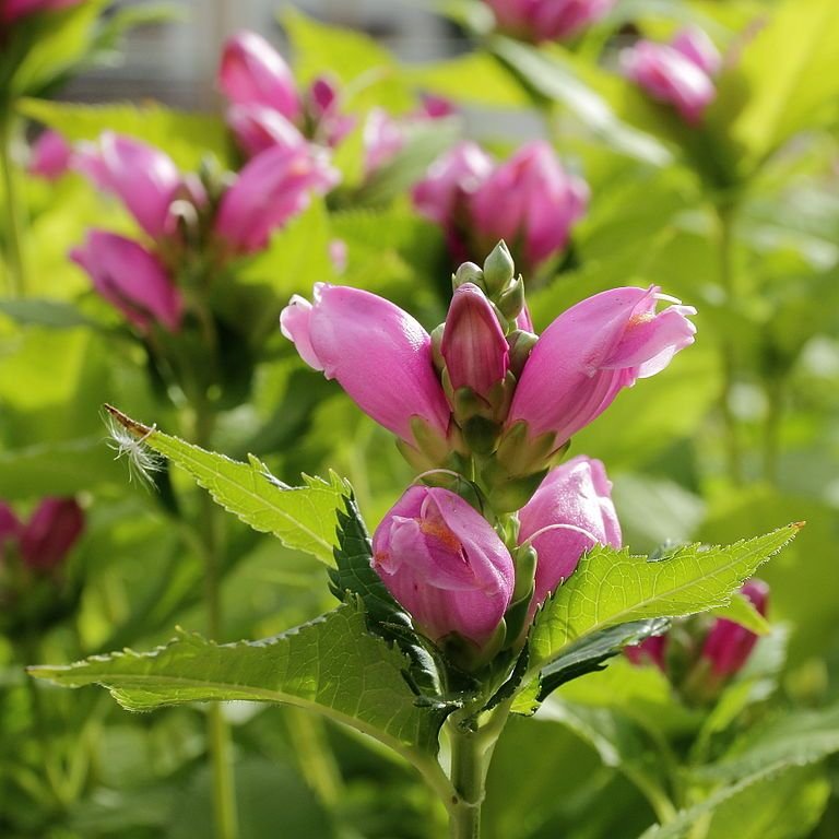 Como plantar Chelone obliqua (Chelone obliqua)_1