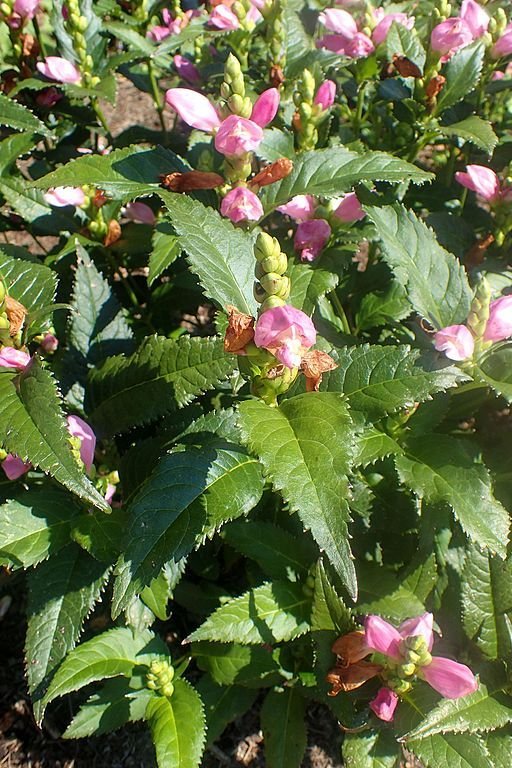 Onde plantar Chelone obliqua (Chelone obliqua)_2