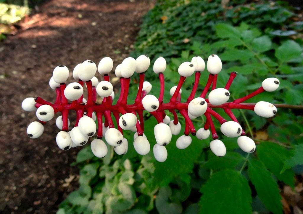 Erva-de-São-Cristóvão (Actaea pachypoda)