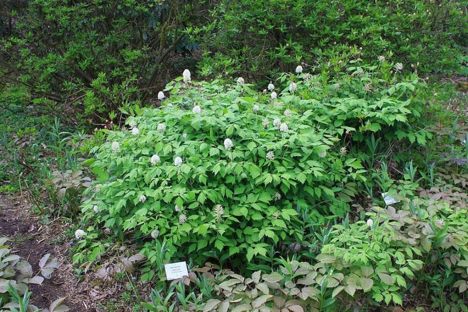 Como plantar Erva-de-São-Cristóvão (Actaea pachypoda)_1