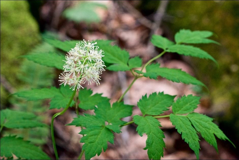 Onde plantar Erva-de-São-Cristóvão (Actaea pachypoda)_2