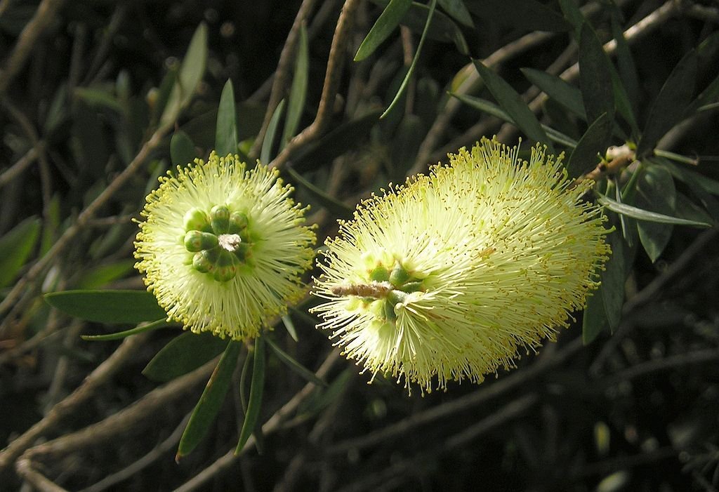 Escovilhão-limão (Callistemon pallidus)