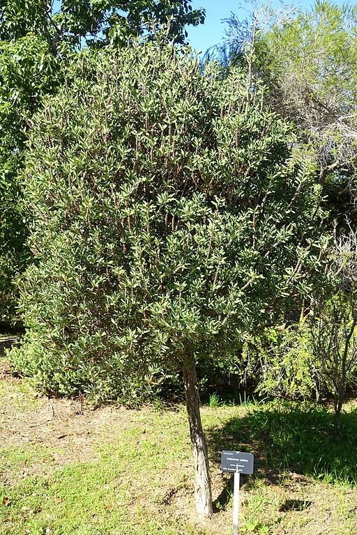 Como plantar Escovilhão-limão (Callistemon pallidus)_1