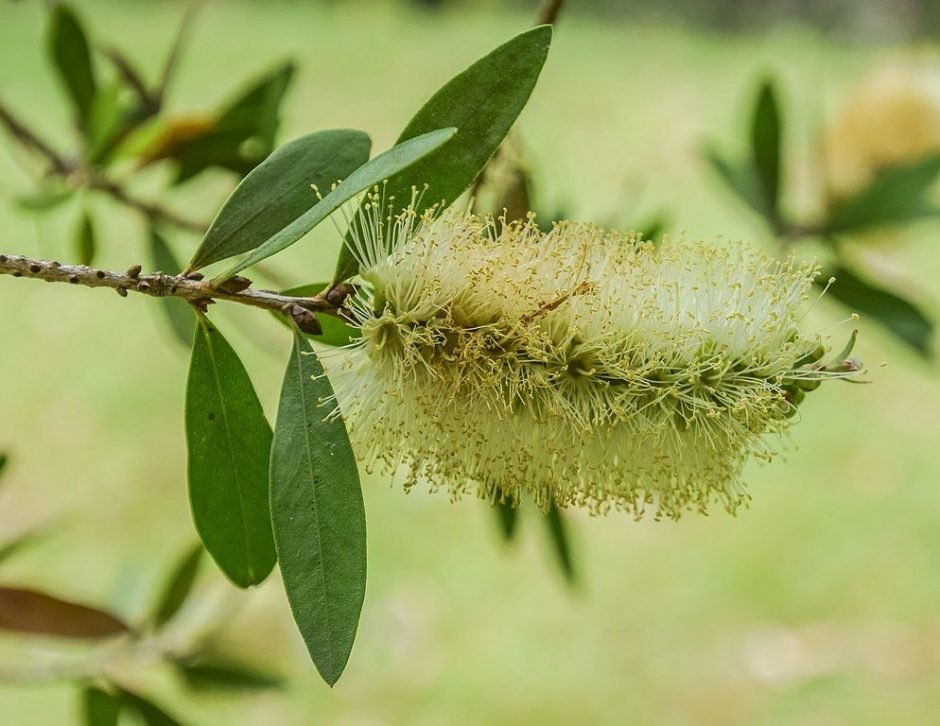 Onde plantar Escovilhão-limão (Callistemon pallidus)_2