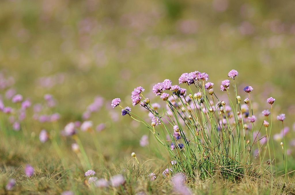 Estancadeira (Armeria maritima)