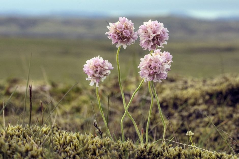 Como plantar Estancadeira (Armeria maritima)_1
