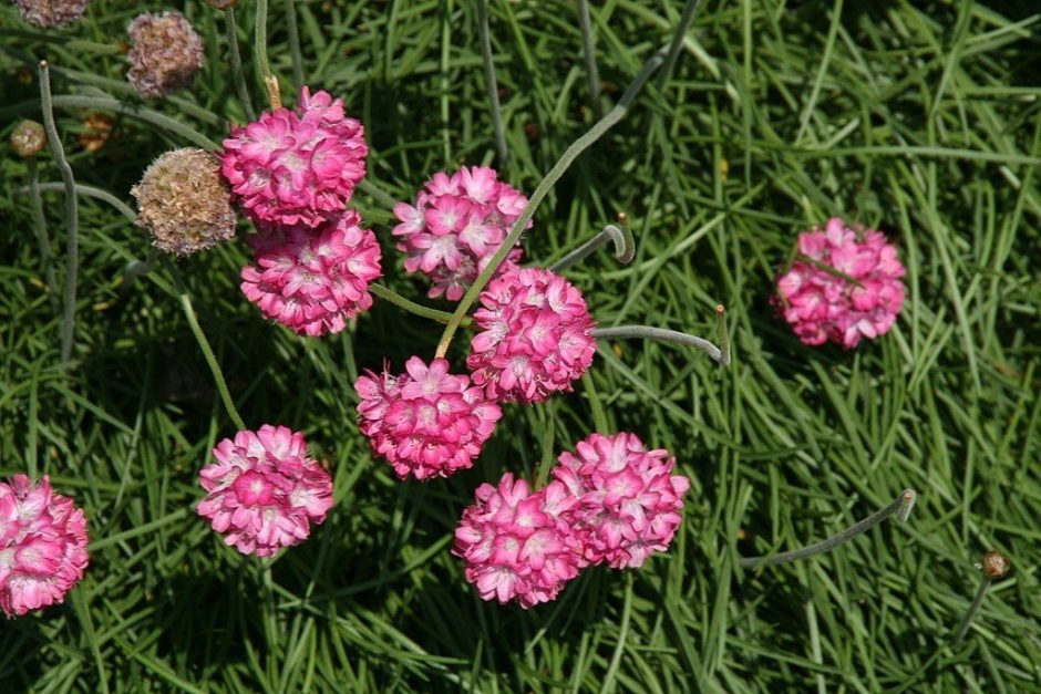 Onde plantar Estancadeira (Armeria maritima)_2
