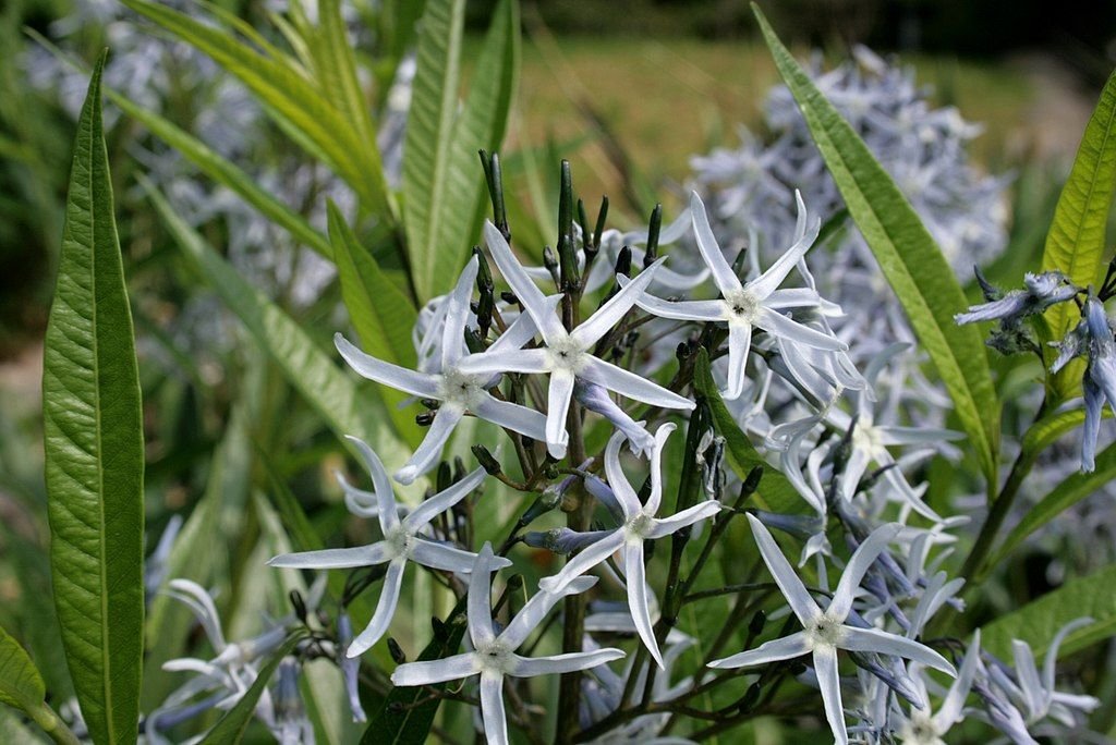 Estrela-azul (Amsonia tabernaemontana)