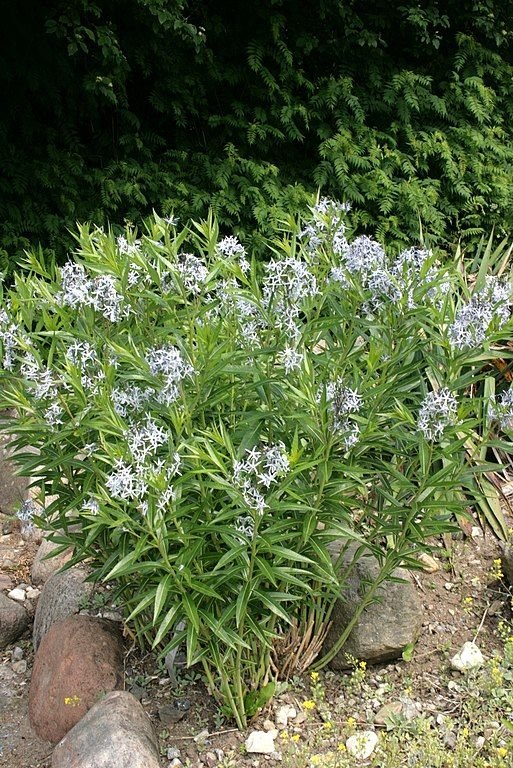 Como plantar Estrela-azul (Amsonia tabernaemontana)_1