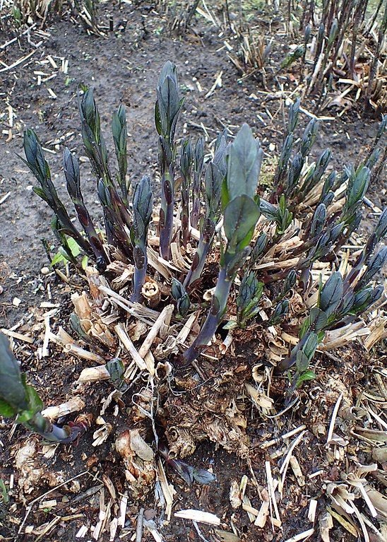 Onde plantar Estrela-azul (Amsonia tabernaemontana)_2