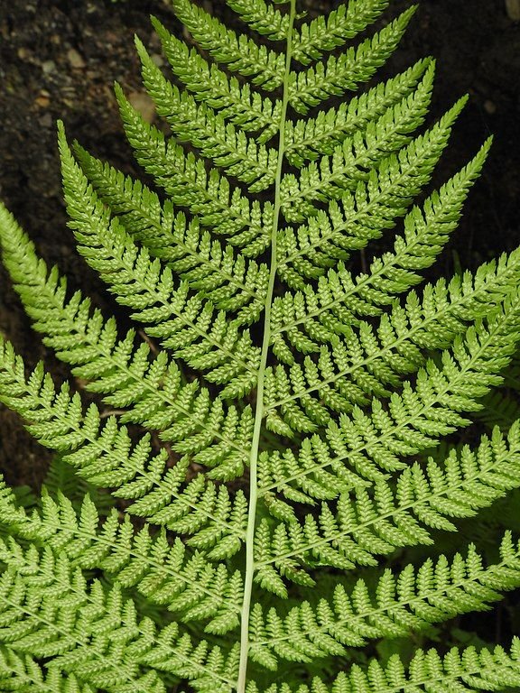 Como plantar Feto fêmea (Athyrium filix-femina)_1