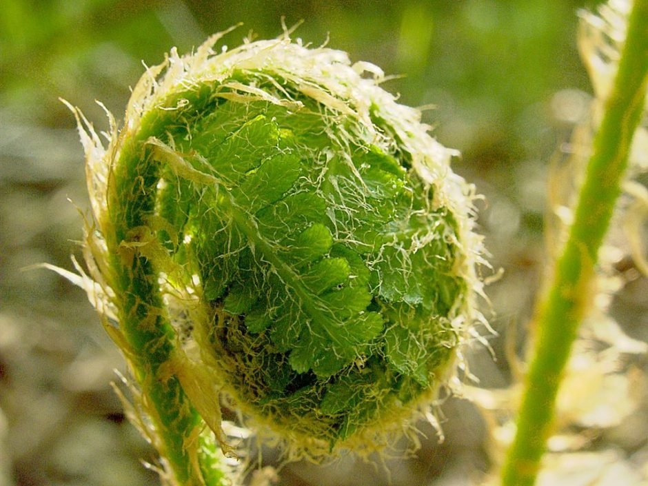 Onde plantar Feto fêmea (Athyrium filix-femina)_2
