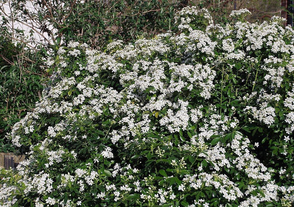 Laranjeira-do-México (Choisya ternata)