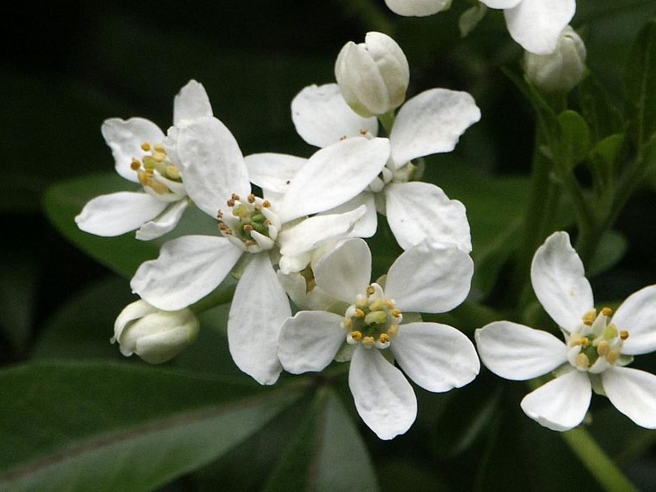 Como plantar Laranjeira-do-México (Choisya ternata)_1