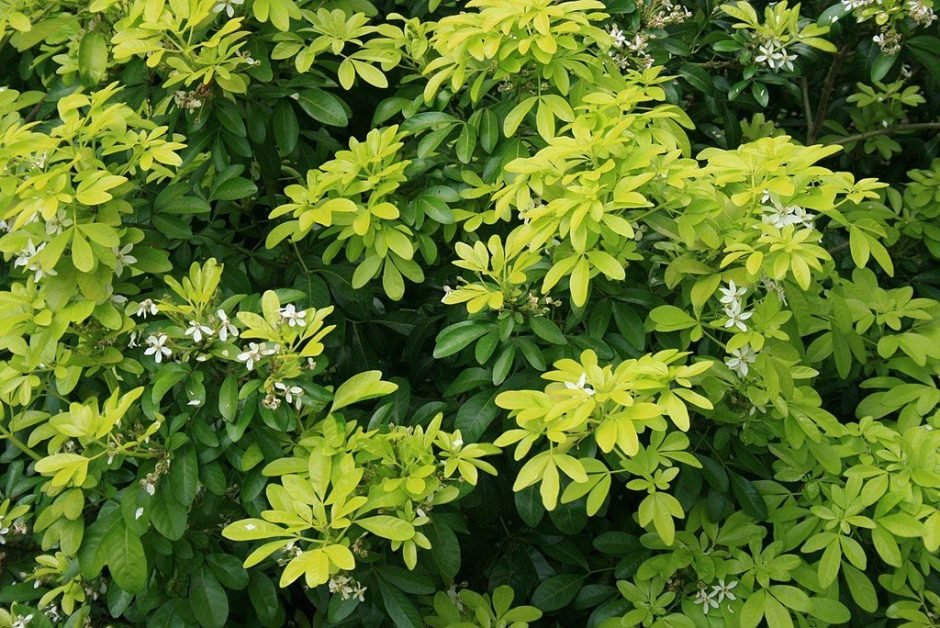 Onde plantar Laranjeira-do-México (Choisya ternata)_2