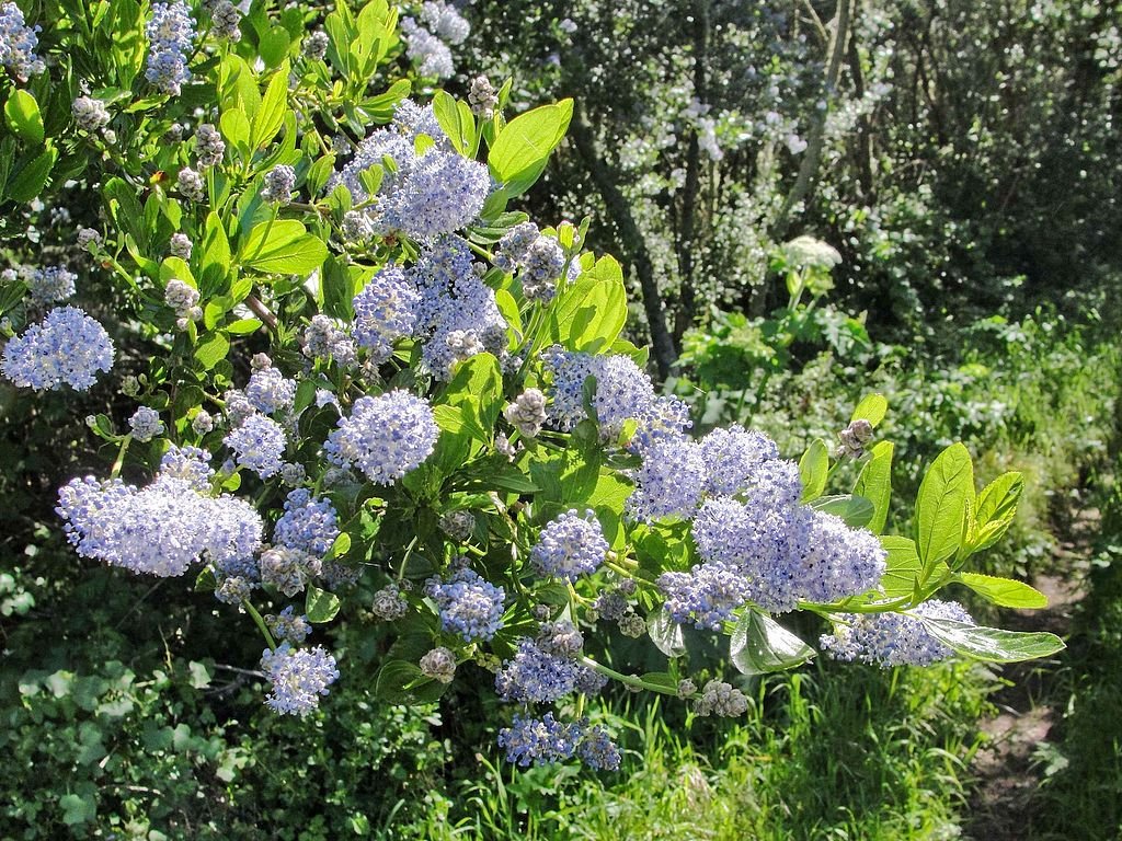 Lilás-da-Califórnia (Ceanothus thyrsiflorus)