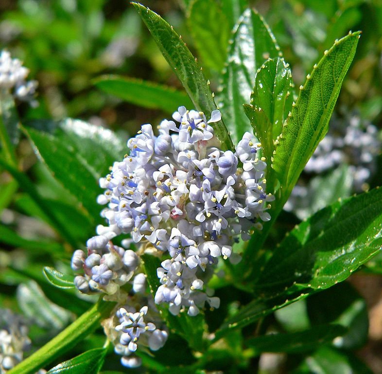 Como plantar Lilás-da-Califórnia (Ceanothus thyrsiflorus)_1