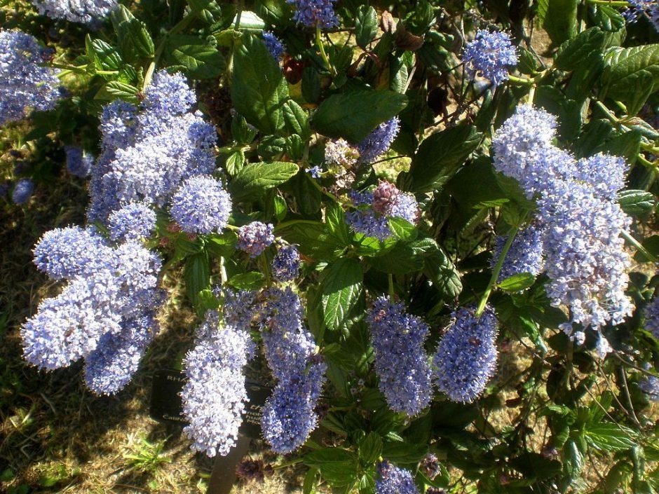 Onde plantar Lilás-da-Califórnia (Ceanothus thyrsiflorus)_2