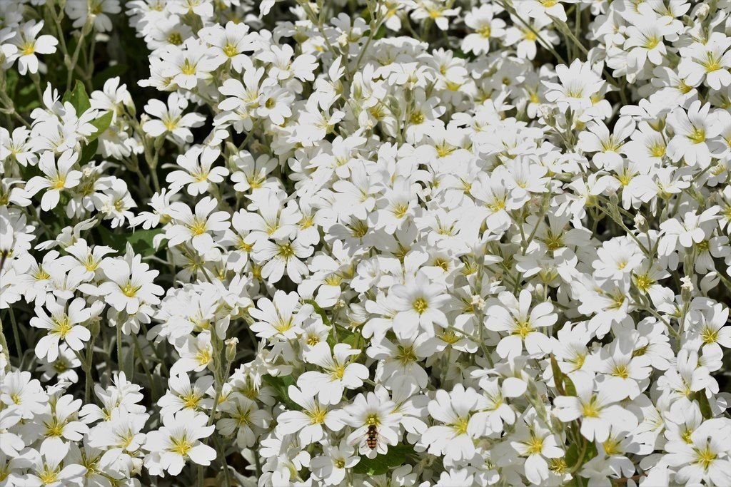 Neve-no-Verão (Cerastium tomentosum)